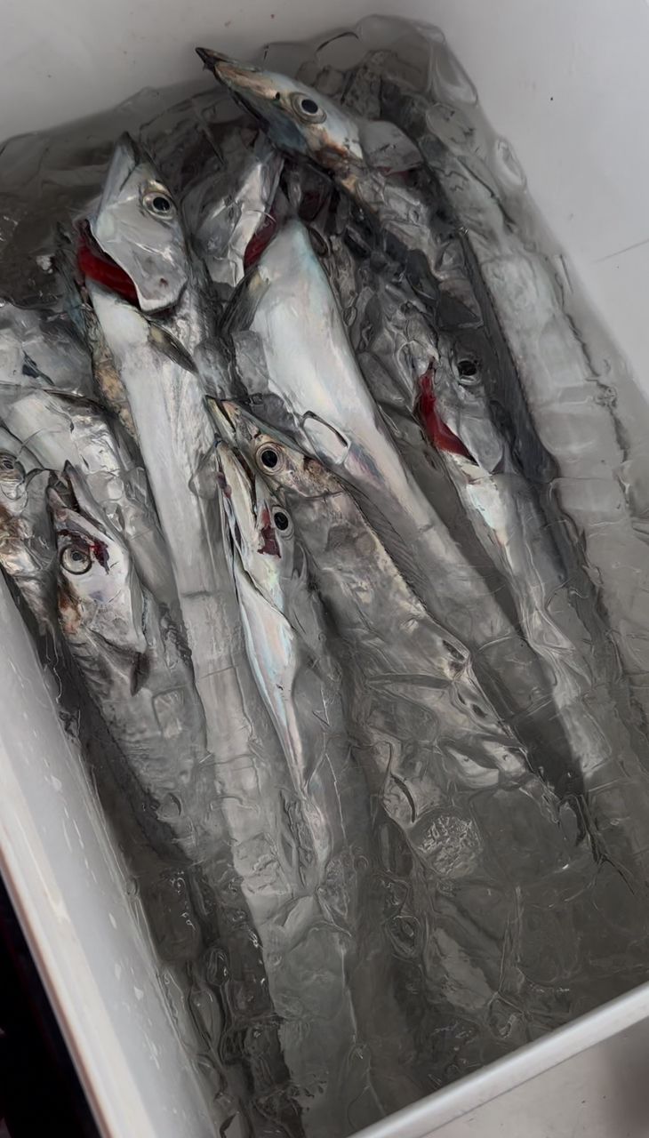 生田 @愛知さんの釣果 3枚目の画像