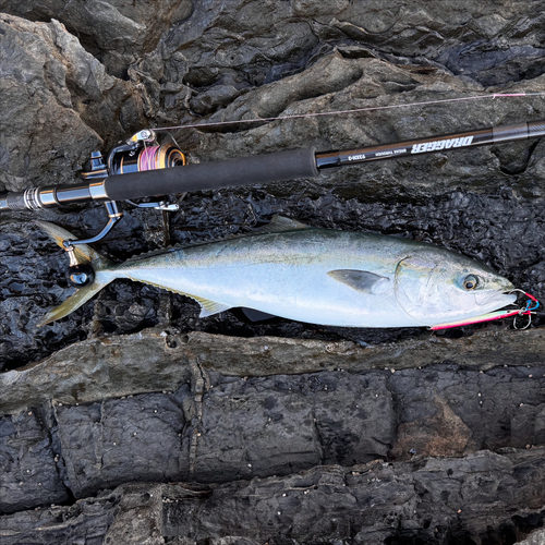 ヤズの釣果