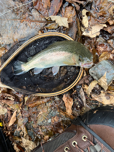 ニジマスの釣果