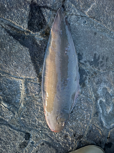 ウシノシタの釣果