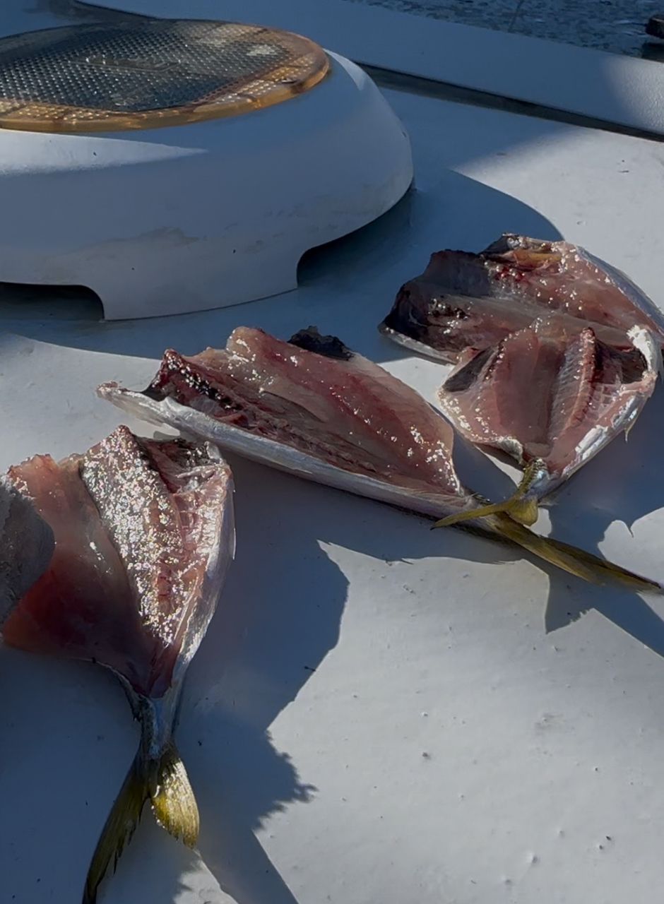 生田 @愛知さんの釣果 3枚目の画像