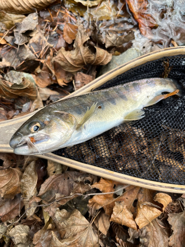 ヤマメの釣果