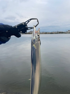 タチウオの釣果