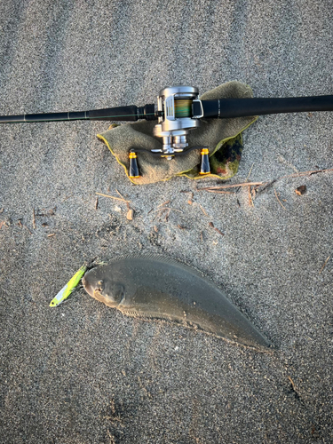 シタビラメの釣果