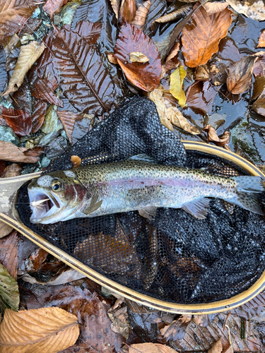 ニジマスの釣果