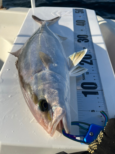 シオの釣果