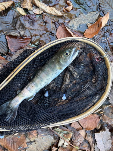 ヤマメの釣果