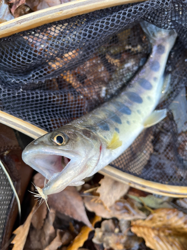 ヤマメの釣果