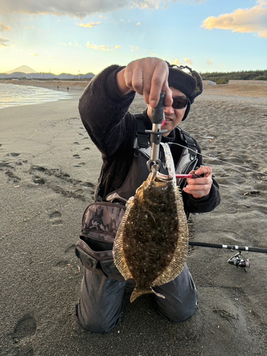 ヒラメの釣果