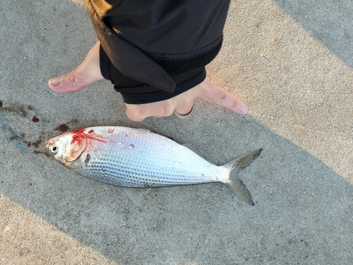 コノシロの釣果