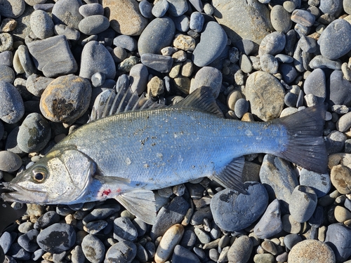 セイゴ（ヒラスズキ）の釣果