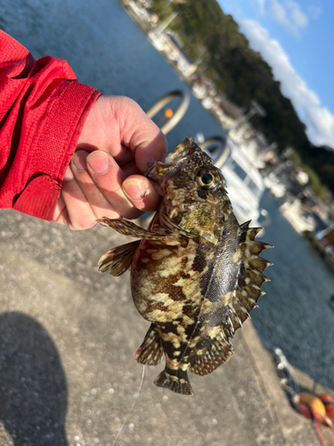 アラカブの釣果