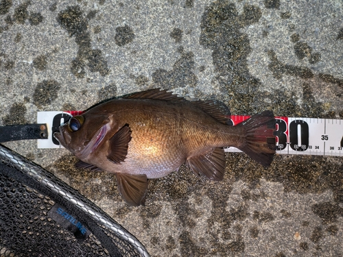 メバルの釣果