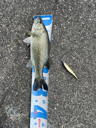 ブラックバスの釣果