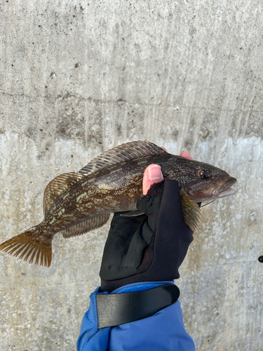 アイナメの釣果