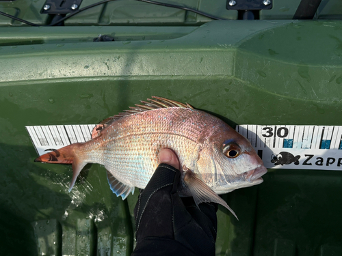 タイの釣果