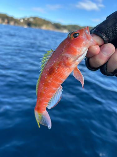 ヒメコダイの釣果