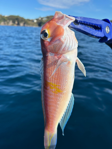 アカアマダイの釣果