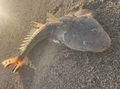 マゴチの釣果