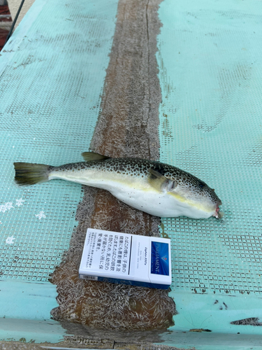 ショウサイフグの釣果