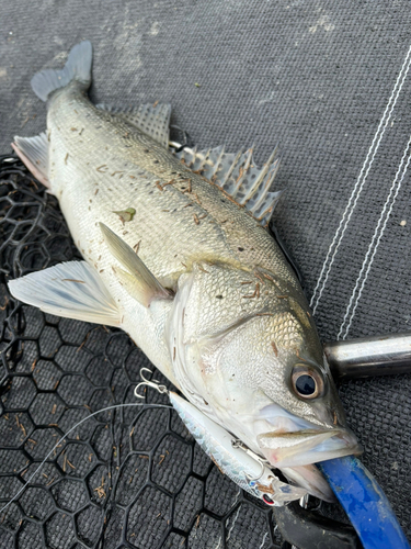 タイリクスズキの釣果