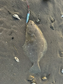 ヒラメの釣果