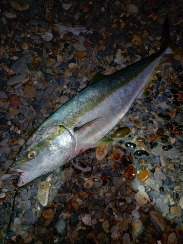 ワラサの釣果