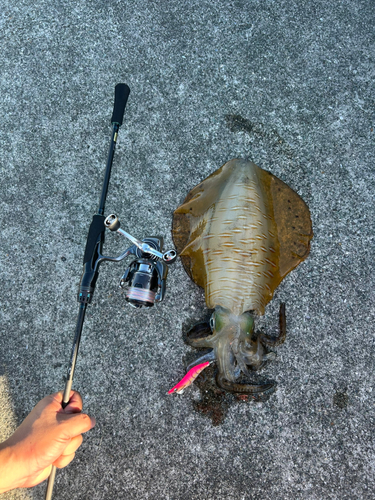 アオリイカの釣果