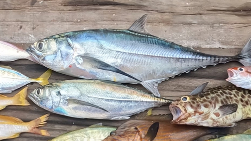 オニアジの釣果