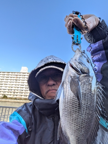 クロダイの釣果