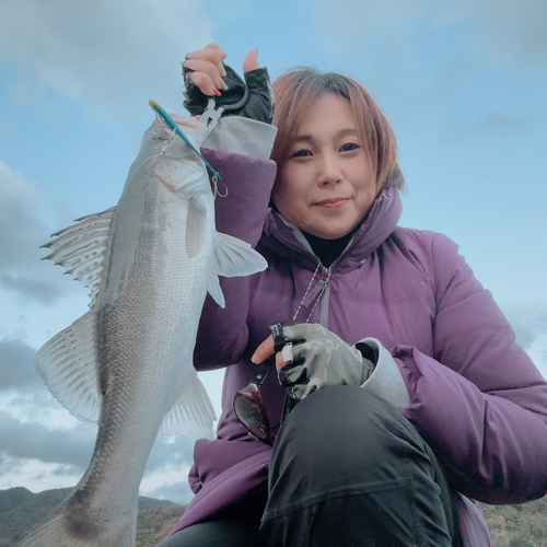 セイゴ（マルスズキ）の釣果