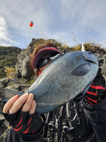 メジナの釣果