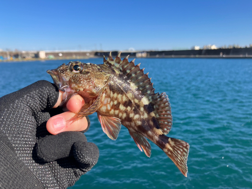 カサゴの釣果