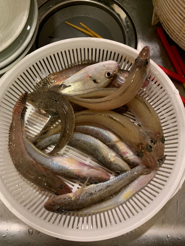 シロギスの釣果