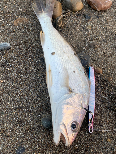 シログチの釣果