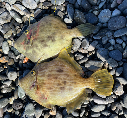 カワハギの釣果