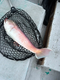 シロアマダイの釣果