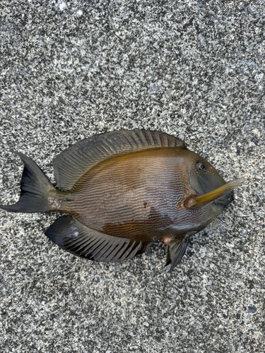 トカジャーの釣果