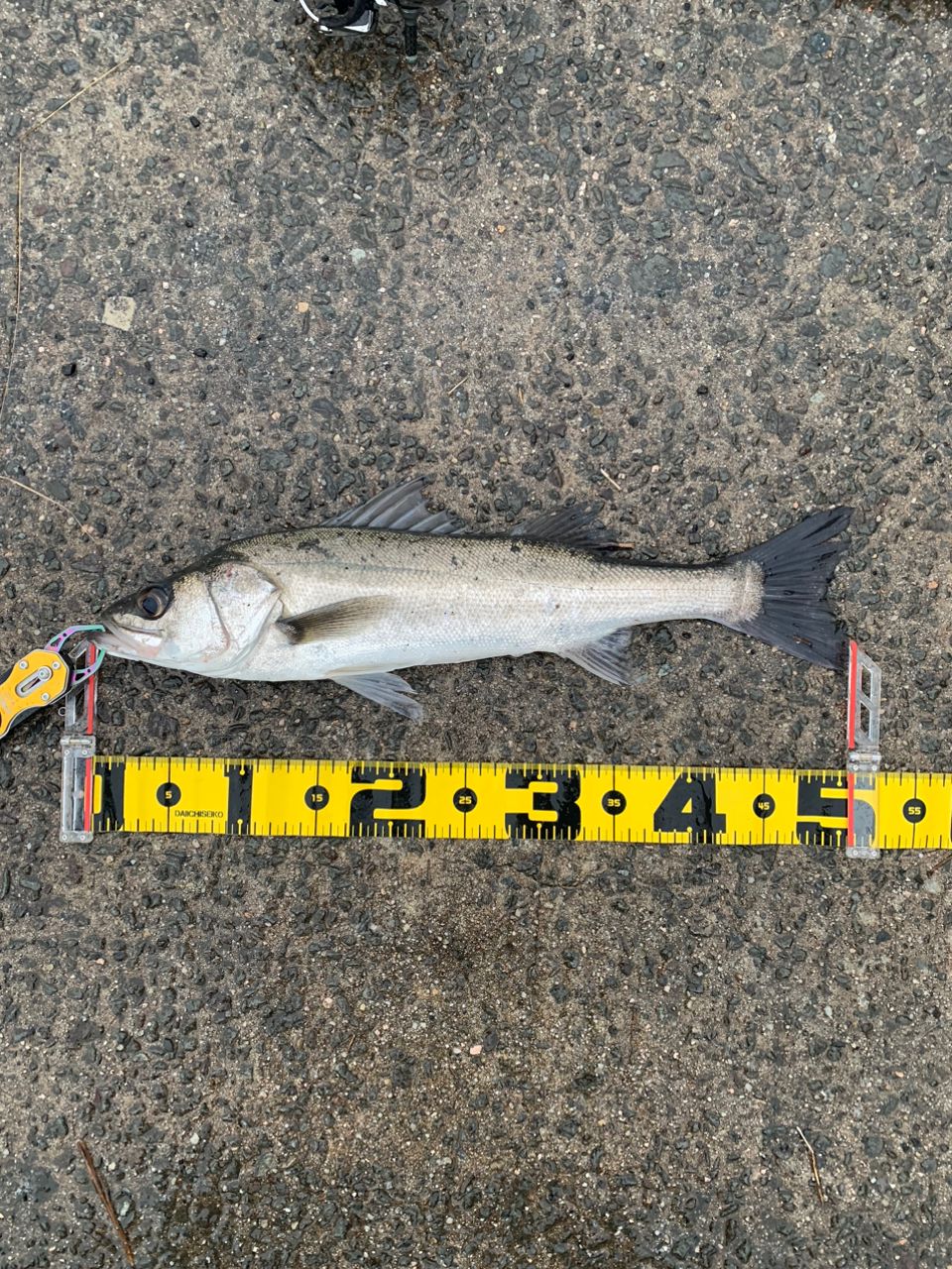 フッコ（マルスズキ）