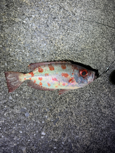 ゴマヒレキントキの釣果