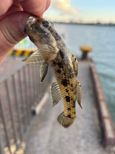 マハゼの釣果