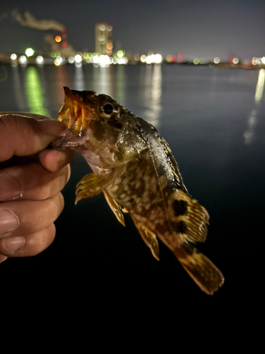 ガシラの釣果