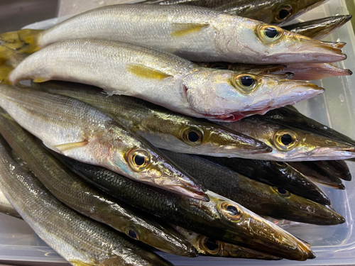 カマスの釣果