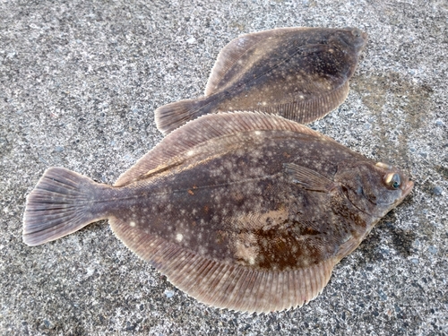 カレイの釣果