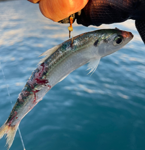 サッパの釣果