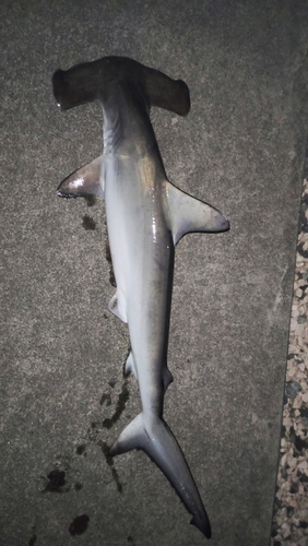 シュモクザメの釣果