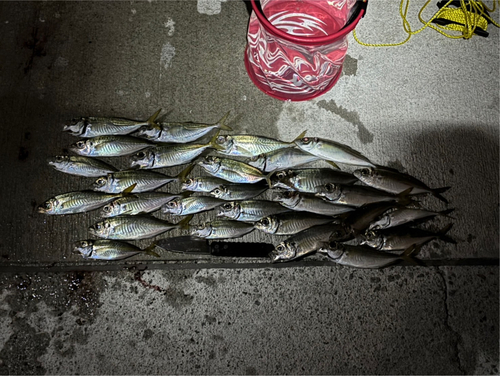 アジの釣果