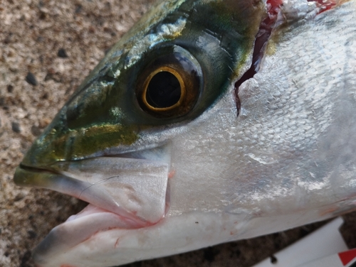 ブリの釣果