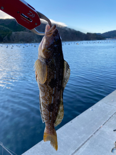 アイナメの釣果