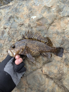 タケノコメバルの釣果